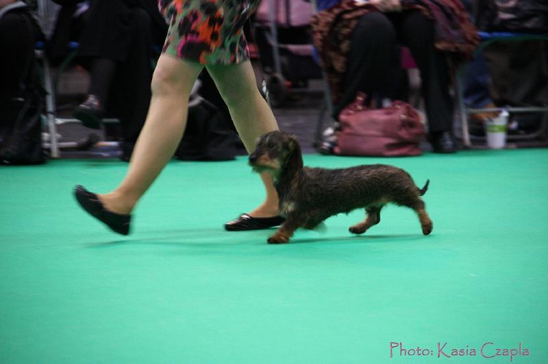 Crufts2011_2 1171.jpg